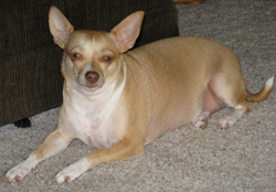 Lilly